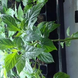 Lot Of 3 ghostpepper plants